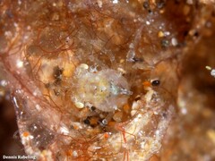 Acanthonyx lunulatus