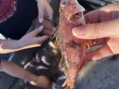 Sebastes semicinctus