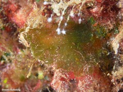 Microdictyon umbilicatum