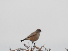 Muscisaxicola capistratus