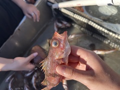Sebastes semicinctus