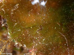 Microdictyon umbilicatum
