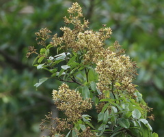 Dalbergia obovata