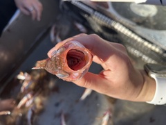 Sebastes semicinctus