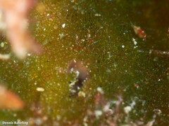 Microdictyon umbilicatum
