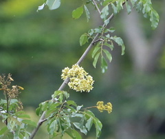Dalbergia obovata