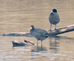 Fulica americana