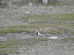 Charadrius falklandicus