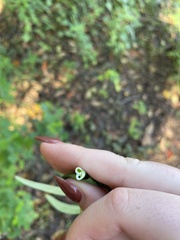 Asclepias curassavica