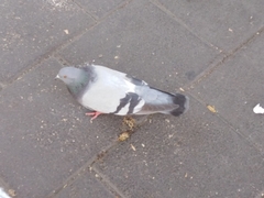 Columba livia