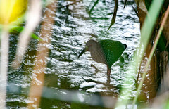 Pardirallus maculatus