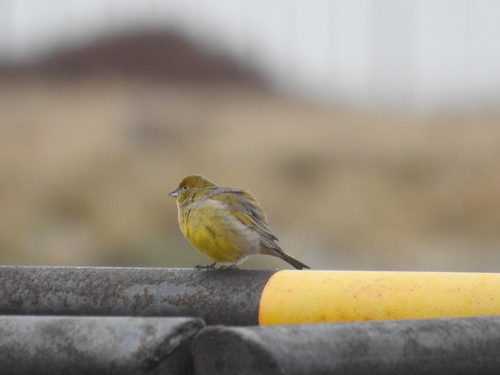Patagonian Yellow Finch (Sicalis lebruni), photo 4