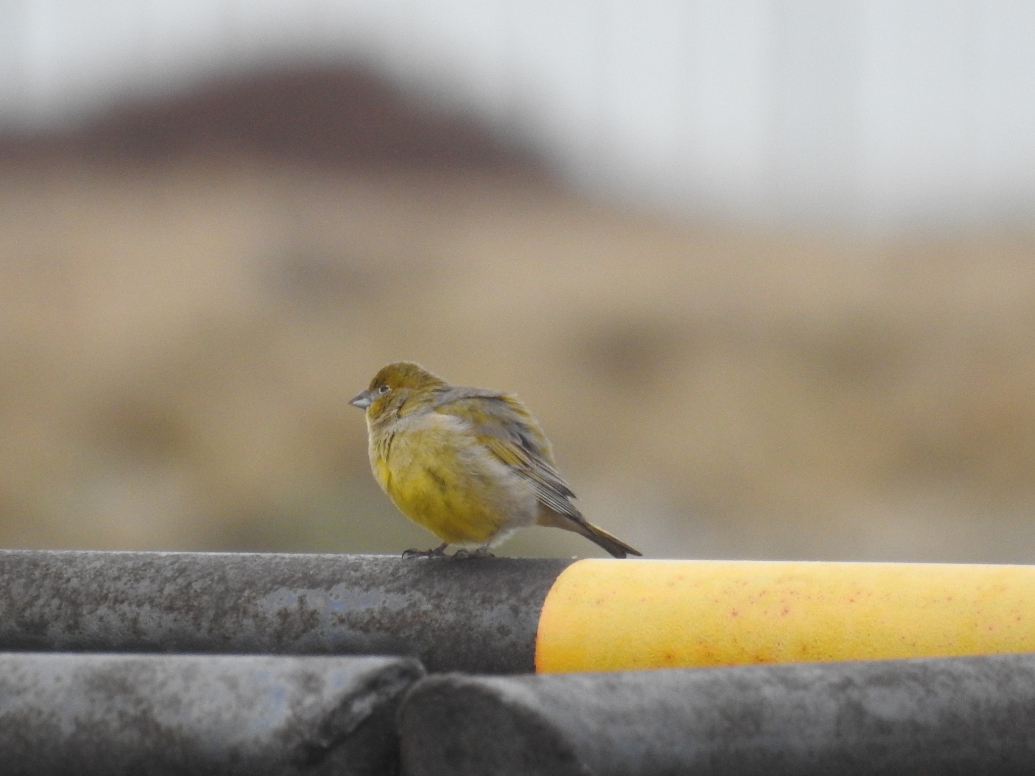 Patagonian Yellow-Finch illustration