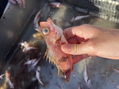 Sebastes semicinctus