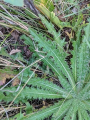 Cirsium drummondii