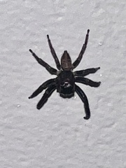 Euophryini