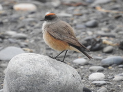 Muscisaxicola capistratus