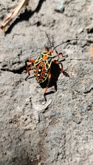 Pachylis nervosus