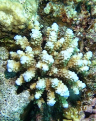 Acroporidae
