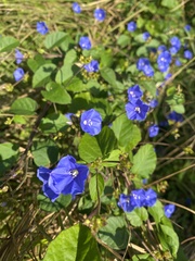 Jacquemontia pentanthos