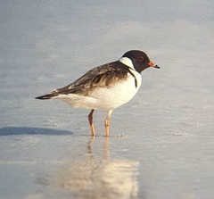 Thinornis cucullatus