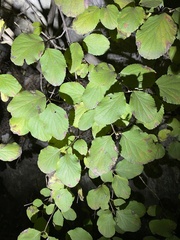 Viburnum carlesii