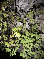 Viburnum carlesii