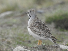 Thinocorus rumicivorus