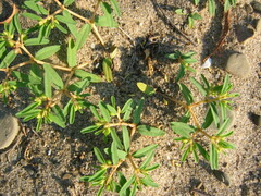 Euphorbia polygonifolia
