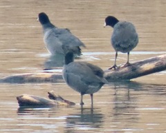 Fulica americana