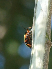 Pachylis nervosus