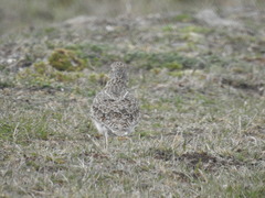 Thinocorus rumicivorus