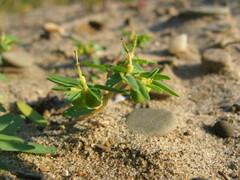 Euphorbia polygonifolia