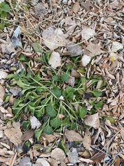 Berlandiera lyrata