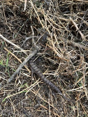 Elgaria multicarinata webbii