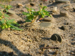 Euphorbia polygonifolia