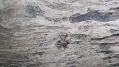 Alpaida gallardoi