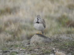 Thinocorus rumicivorus