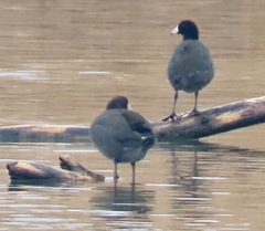 Fulica americana