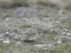 Thinocorus rumicivorus