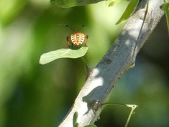 Pachylis nervosus