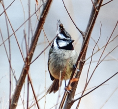 Baeolophus wollweberi