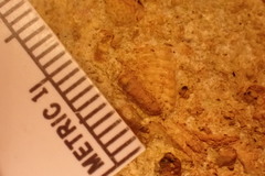 Trilobita