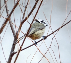 Baeolophus wollweberi