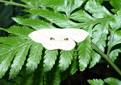 Semaeopus sabuloides