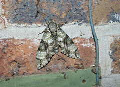 Manduca florestan