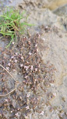 Crassula sinclairii
