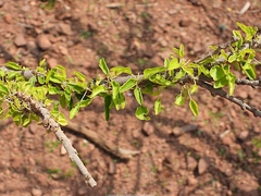 Croton socotranus image