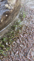 Crassula sinclairii