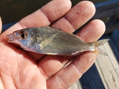 Eucinostomus